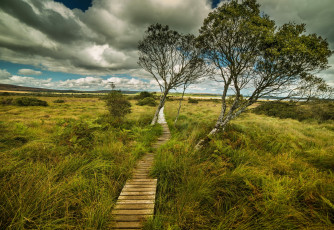 Картинка природа дороги трава деревья облака