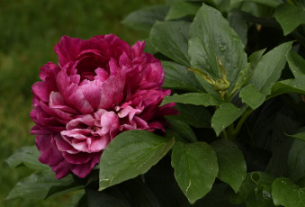 Картинка цветы пионы пион бутон лепестки листья цветение