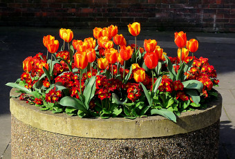 Картинка цветы тюльпаны красный цвет