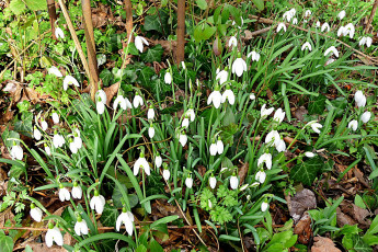 Картинка цветы подснежники +белоцветники +пролески белый цвет листья