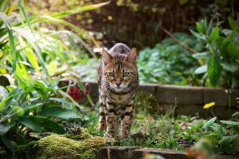 Картинка животные коты трава кирпичи