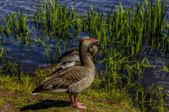 Картинка животные утки водоем трава