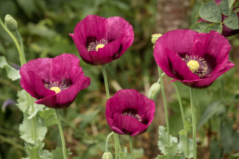 Картинка цветы маки мак цветение