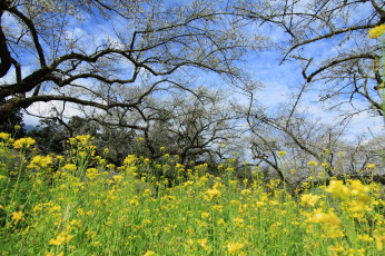 Картинка природа луга простор