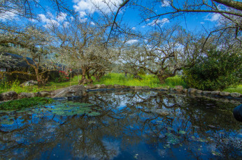 Картинка природа реки озера лес река