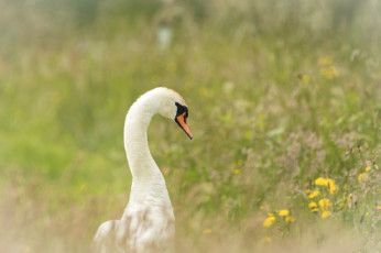 Картинка животные лебеди гусь трава цветы