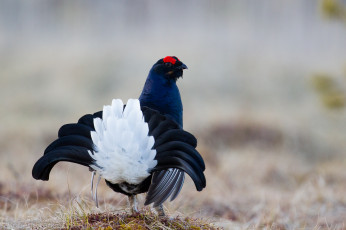 Картинка животные птицы птица перья окрас хвост