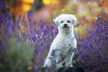 Картинка животные собаки собака окрас шерсть порода животное