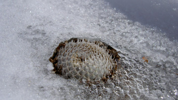 обоя цветы, кактусы, снег, колючки