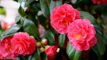 Картинка цветы камелии камелия бутон розовая лепестки листья цветение нежность