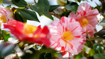 Картинка цветы камелии камелия бутон розовая лепестки листья цветение нежность