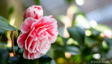 Картинка цветы камелии камелия листья бутон цветение кустарник