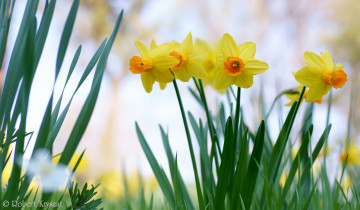 Картинка цветы нарциссы цветение лепестки