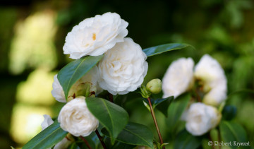 Картинка цветы камелии камелия листья бутон цветение кустарник camellia leaf bud flowering shrubs