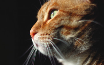 Картинка животные коты черный фон