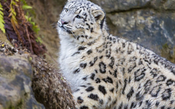 Картинка животные снежный+барс+ ирбис камни