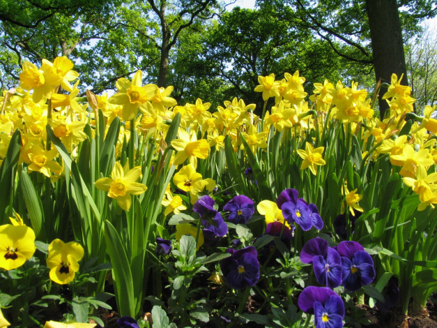 Обои картинки фото цветы, разные вместе, разноцветные