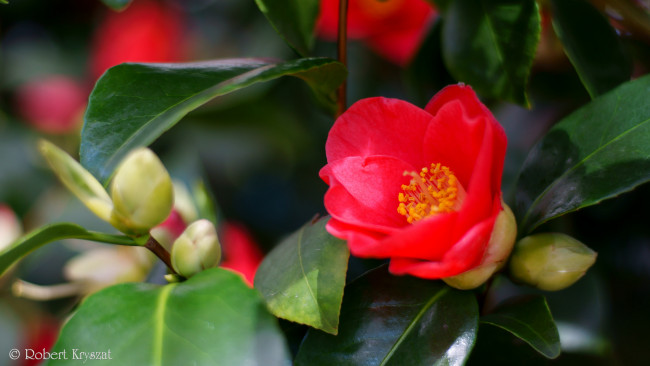 Обои картинки фото цветы, камелии, камелия, листья, бутон, цветение, кустарник