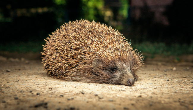 Обои картинки фото животные, ежи, земля