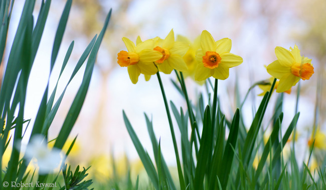 Обои картинки фото цветы, нарциссы, цветение, лепестки