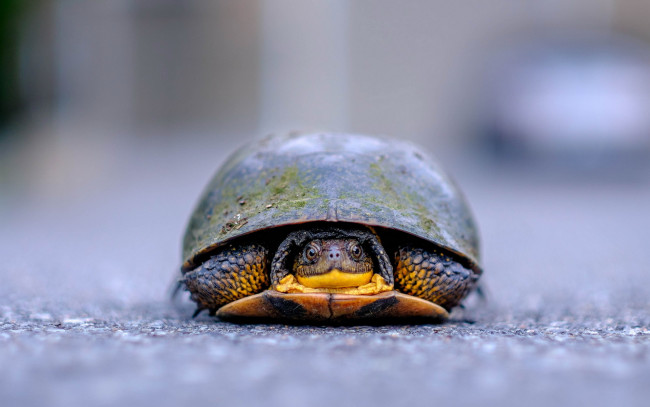 Обои картинки фото животные, Черепахи, профиль