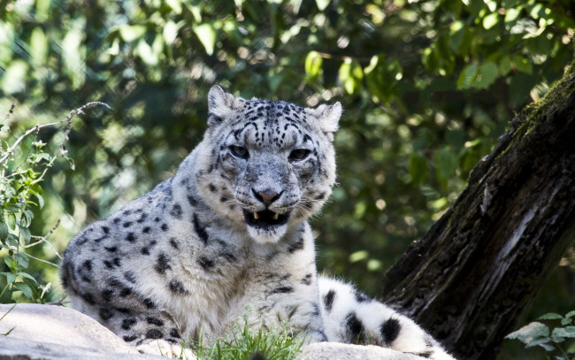 Обои картинки фото животные, снежный барс , ирбис, листья