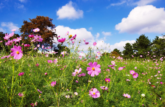 Обои картинки фото цветы, космея, деревья, облака