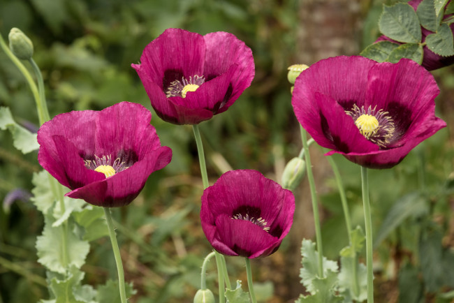 Обои картинки фото цветы, маки, мак, цветение