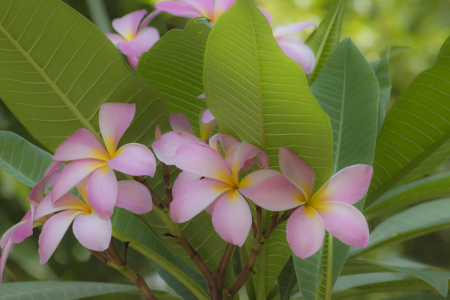 Обои картинки фото цветы, плюмерия, цветение, макро, тропики