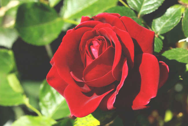 Обои картинки фото цветы, розы, роза, бутон, лепестки, листья, цветение, rose, bud, petals, leaves, blossoms