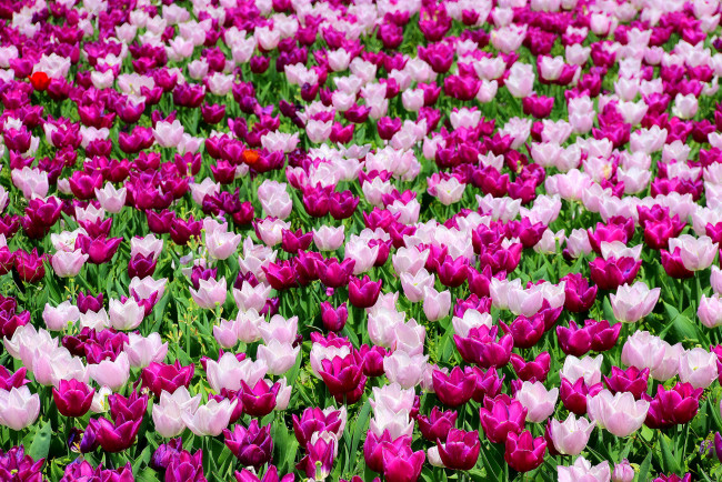 Обои картинки фото цветы, тюльпаны, лепестки, много, разноцветные, цветение