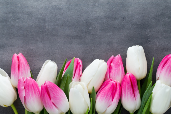 Обои картинки фото цветы, тюльпаны, розовый, цвет