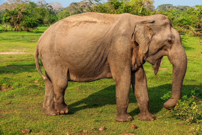 Обои картинки фото животные, слоны, трава, деревья, ветки