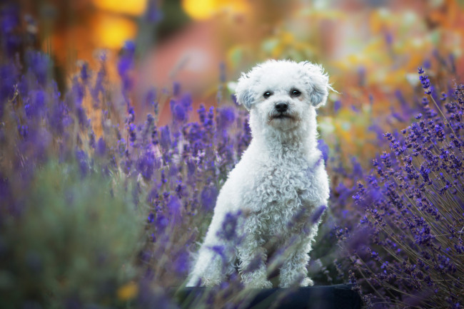 Обои картинки фото животные, собаки, собака, окрас, шерсть, порода, животное