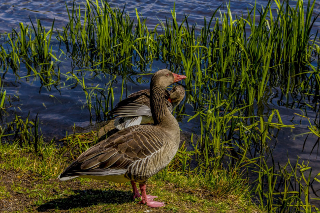 Обои картинки фото животные, утки, водоем, трава