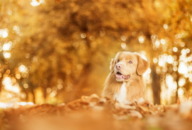 Обои картинки фото животные, совы, листья