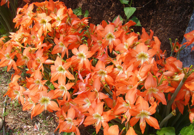 Обои картинки фото цветы, лилии,  лилейники, цветок