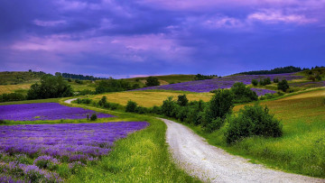 Картинка природа дороги дорога проселочная