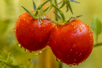 Картинка природа плоды помидоры