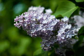 обоя цветы, сирень