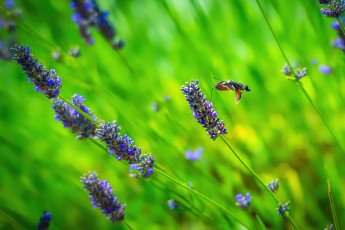 Картинка животные бабочки +мотыльки +моли мотылёк