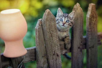 Картинка животные коты кот кошка