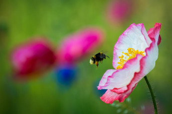 обоя животные, пчелы,  осы,  шмели, цветок