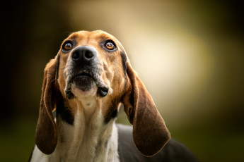 Картинка животные собаки собака