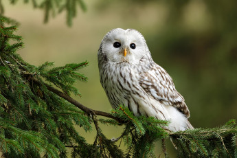 Картинка животные совы взгляд ветки сова птица ель хвоя неясыть уральская