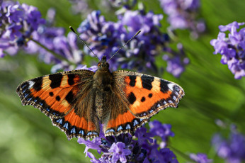 Картинка helen+davies животные бабочки +мотыльки +моли бабочка