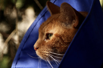 Картинка животные коты кот кошка