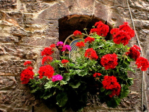 Картинка deutschland цветы герань