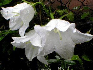 Картинка deutschland цветы колокольчики