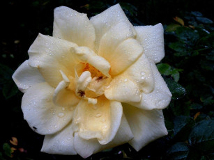 Картинка deutschland цветы розы